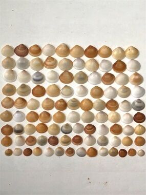 Seashells 100 Bittersweet Clam Shells Small 1/2” to 3/4” Beach Decor Arts Crafts